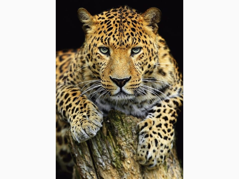 Fototapeta Leopard na pniu drzewa na wymiar