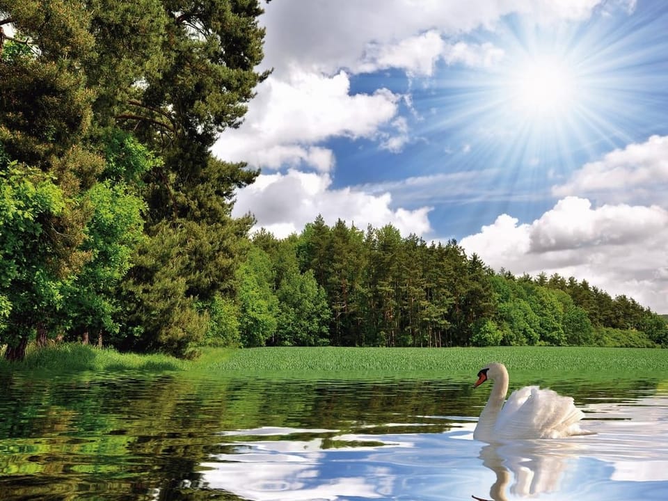 Fototapeta Łabędź na jeziorze o świcie