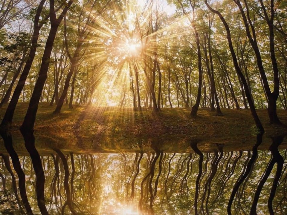 Fototapeta Las o świcie z odbiciem w wodzie