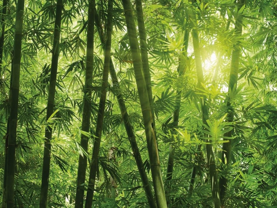 Fototapeta Spokojny las bambusowy