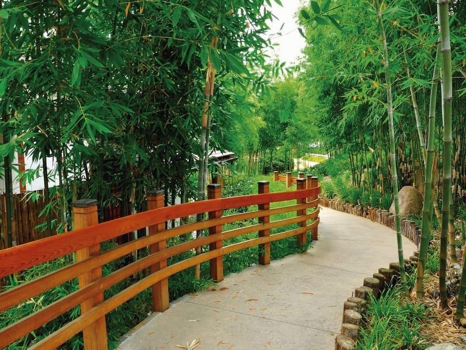 Fototapeta Ścieżka wśród bambusów