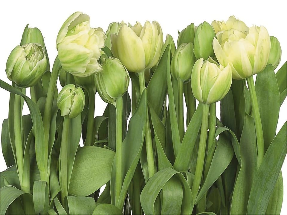 Fototapeta Żółte tulipany na białym tle na wymiar