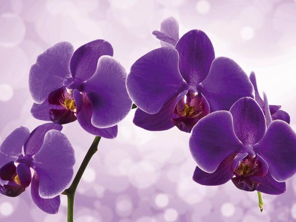Fototapeta Fioletowe Orchidee na Gałązce na wymiar