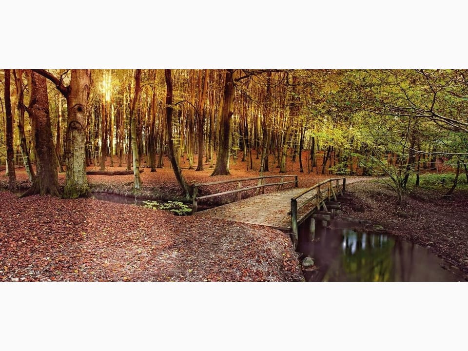 Fototapeta Drewniany most w jesiennym lesie