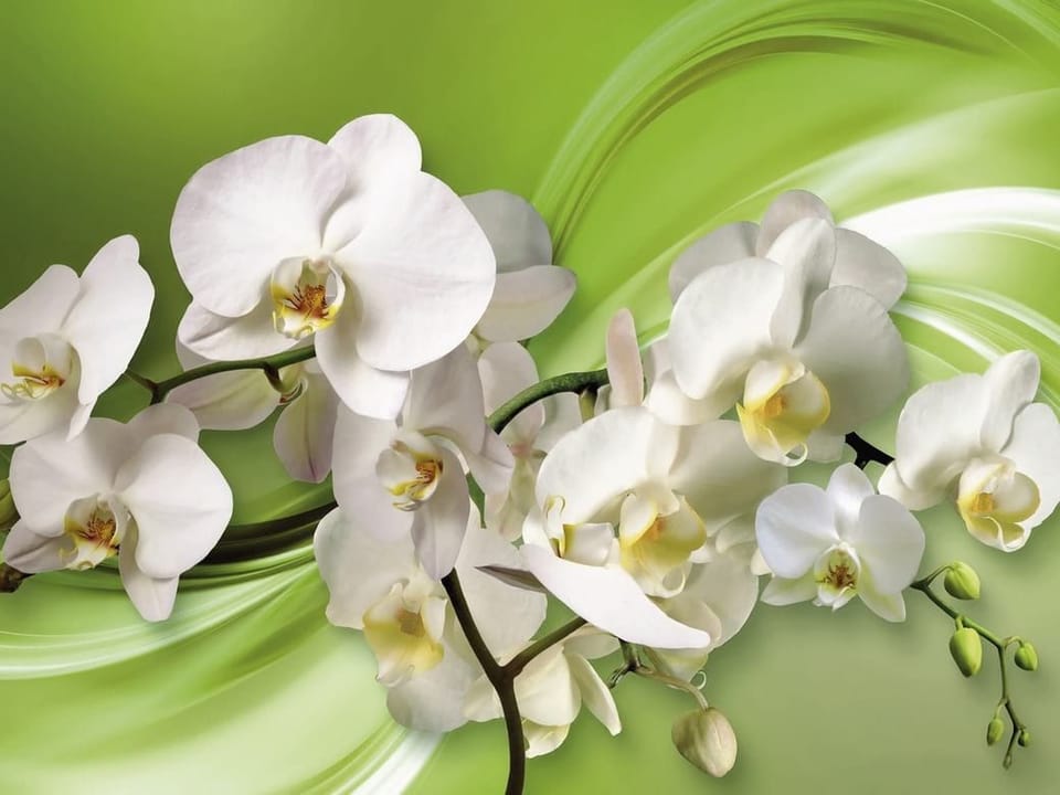 Fototapeta Białe Orchidee na Zielonym Tle na wymiar