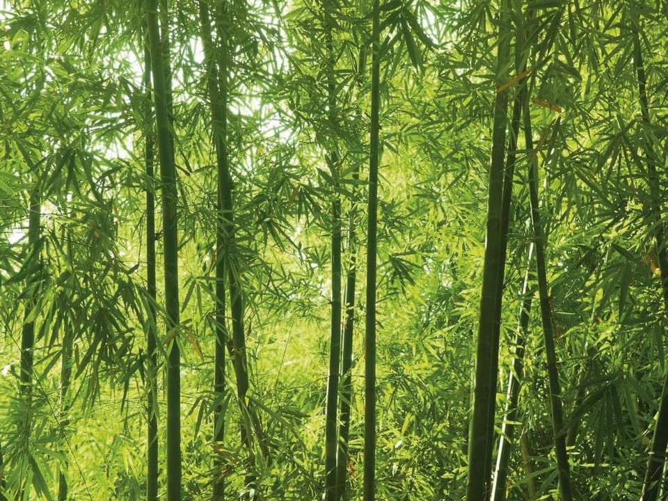 Fototapeta Spokojny las bambusowy