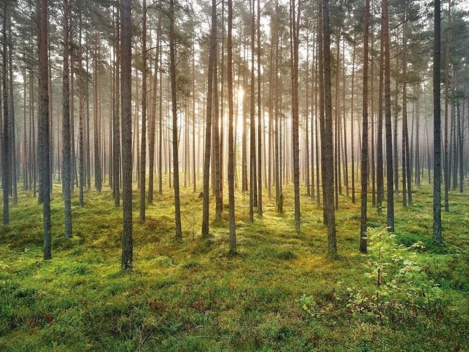 Fototapeta Las o świcie w sosnowym zagajniku na wymiar