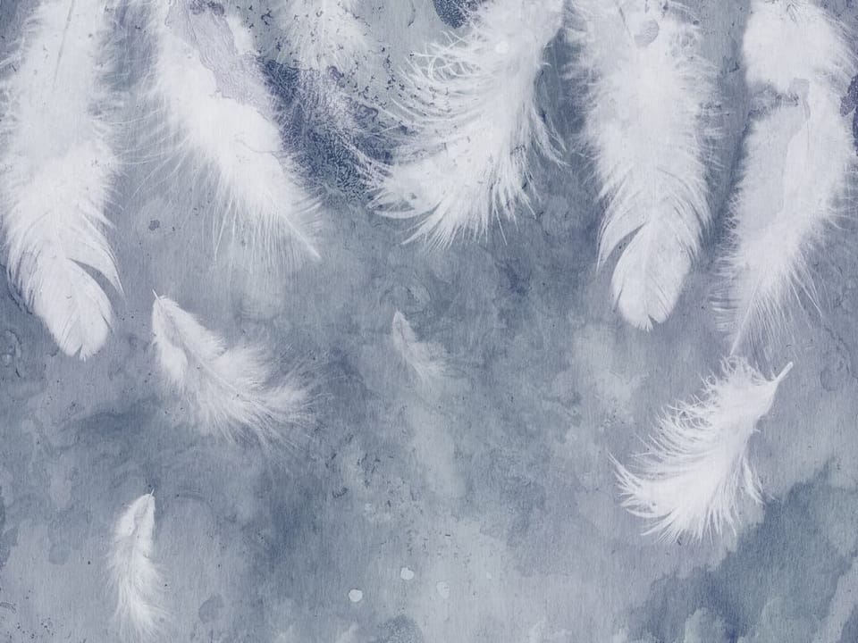 Fototapeta Białe pióra na szarym tle na wymiar
