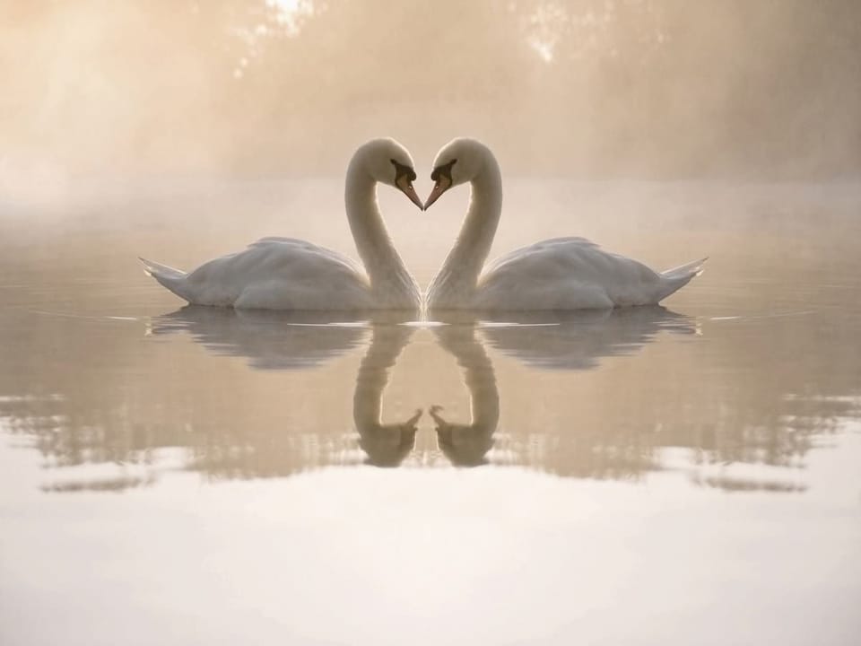 Fototapeta Łabędzie w delikatnej mgle