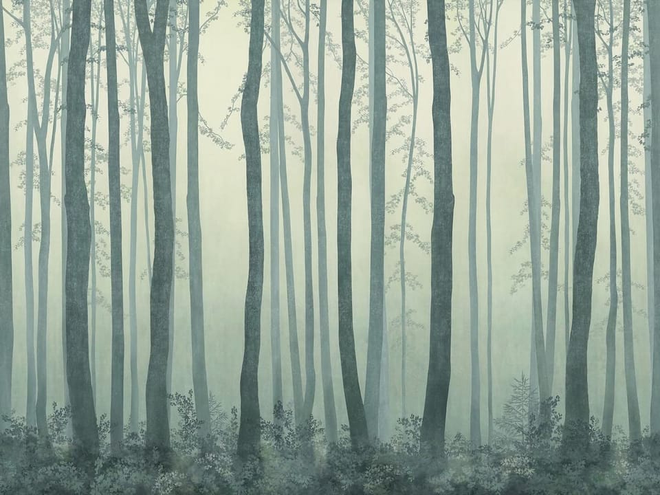 Fototapeta Wysokie drzewa w lesie na wymiar