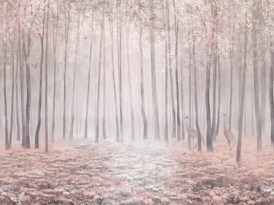 Fototapeta Las z wysokimi drzewami i mgłą na wymiar