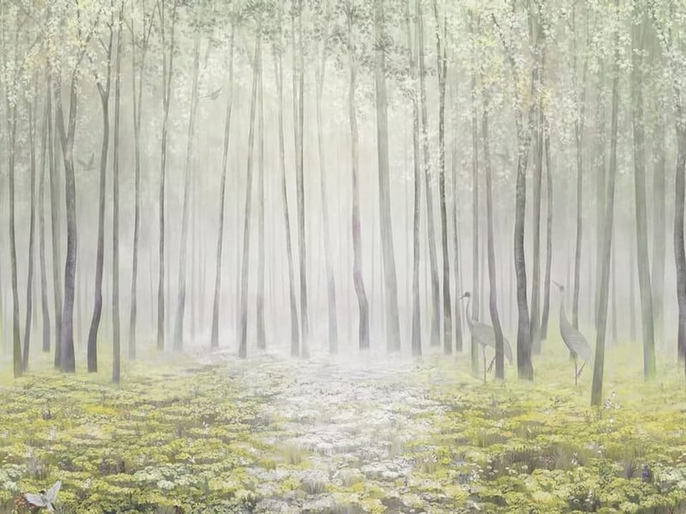 Fototapeta Leśna mgła i wysokie drzewa na wymiar