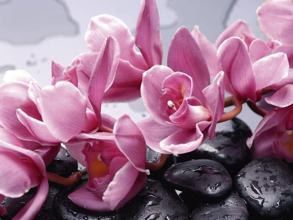 Fototapeta Różowe orchidee na kamieniach