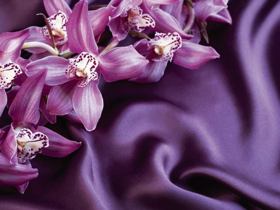 Fototapeta Fioletowe orchidee na tkaninie