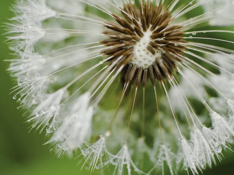 Fototapeta Dmuchawiec z kroplami wody