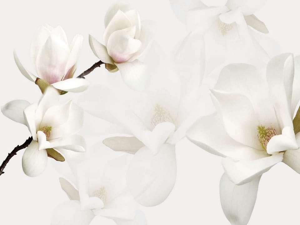 Fototapeta Białe Magnolie na Gałęzi na wymiar