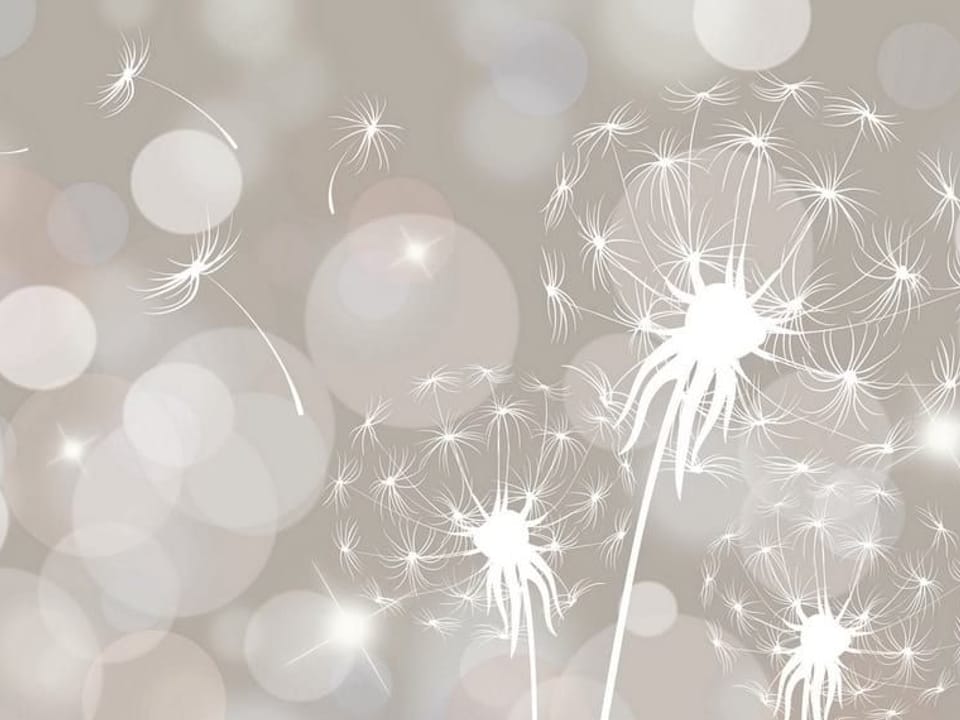 Fototapeta Białe Dmuchawce na Tle Bokeh na wymiar