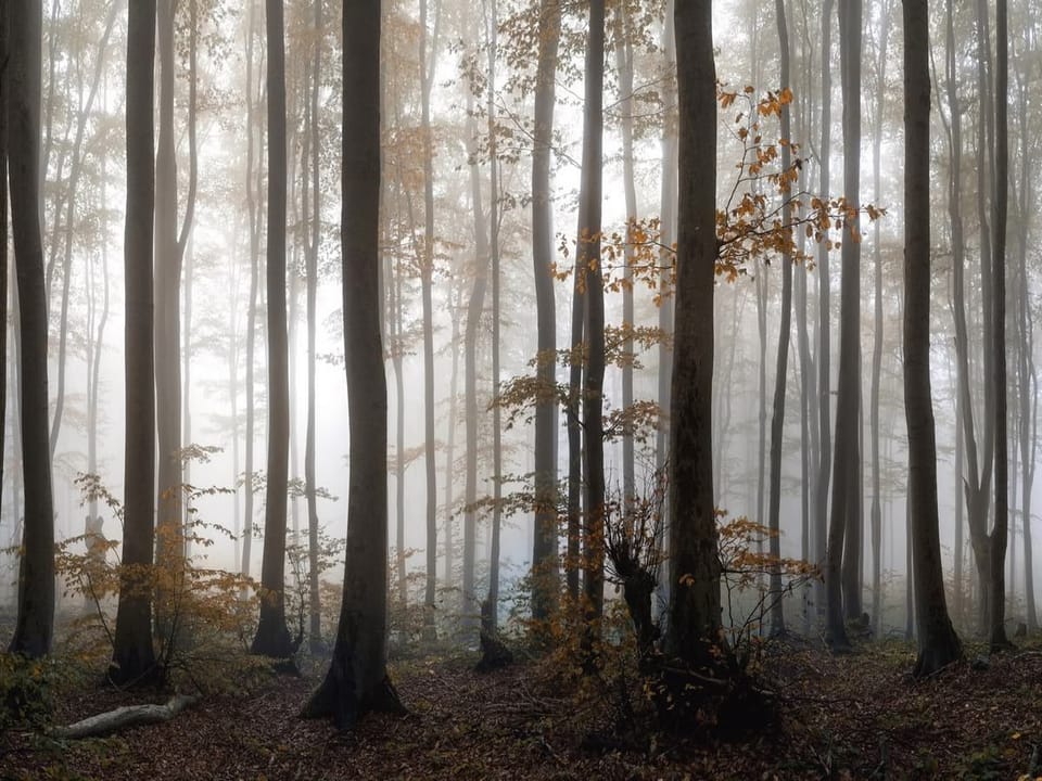 Fototapeta Tajemniczy Las z Mgłą na wymiar