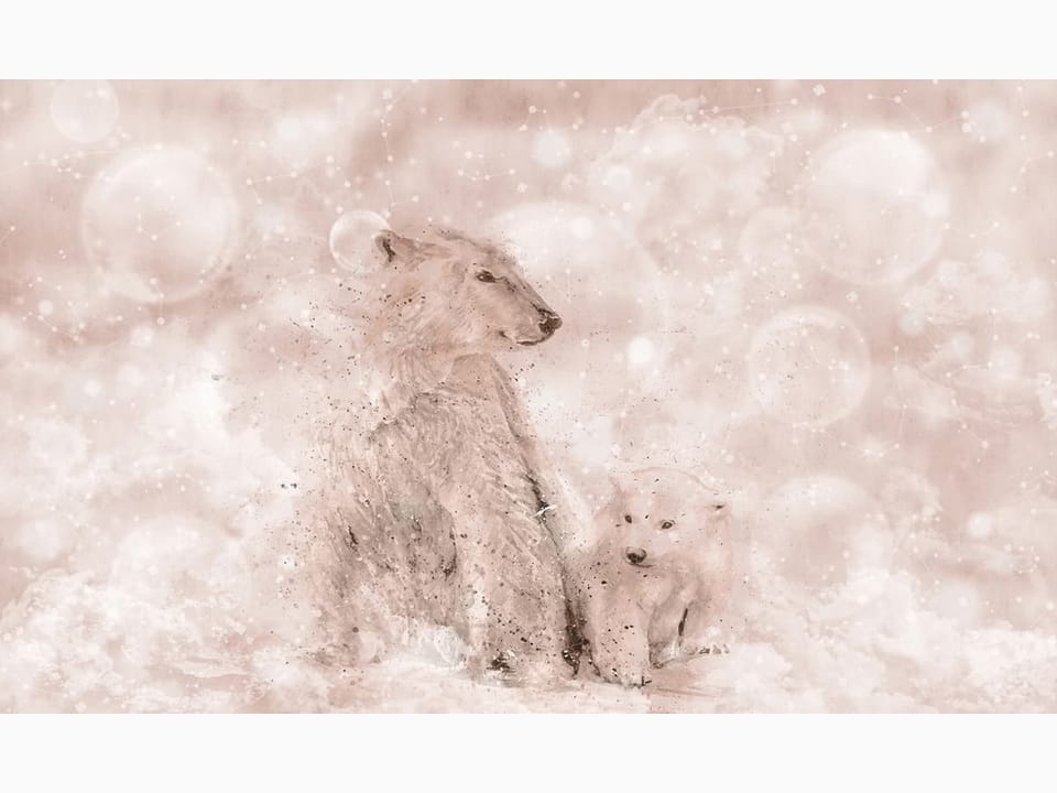 Fototapeta Niedźwiedzie polarne na śniegu na wymiar