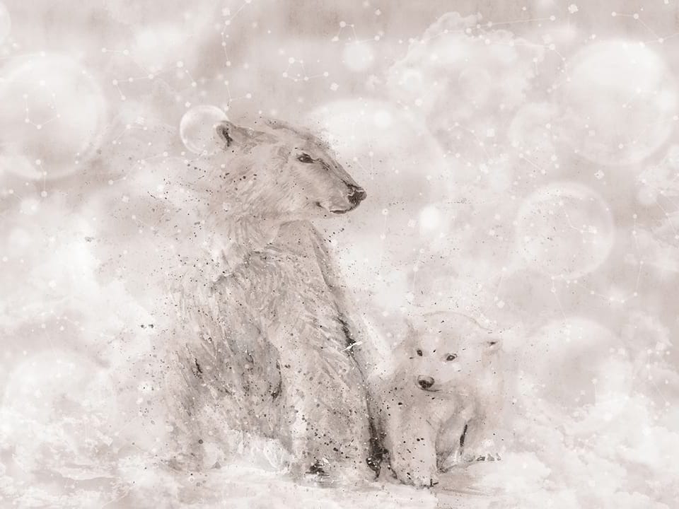 Fototapeta Niedźwiedzie polarne na śniegu na wymiar