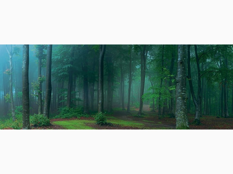 Fototapeta Leśne gęstwiny w mglistym otoczeniu na wymiar