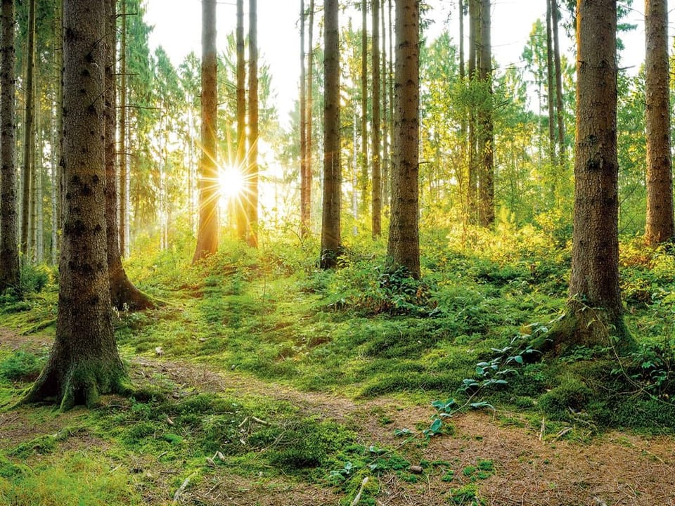 Fototapeta Las o świcie z promieniami słońca na wymiar