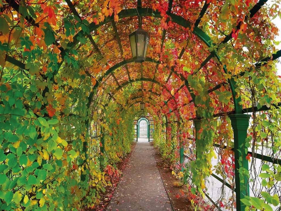 Fototapeta Tunel z kolorowymi liśćmi