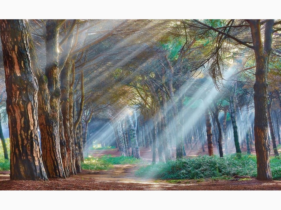 Fototapeta Leśne gęstwiny z promieniami słońca na wymiar