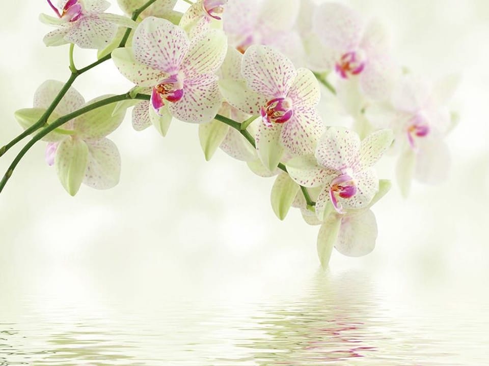 Fototapeta Storczyki nad spokojną wodą