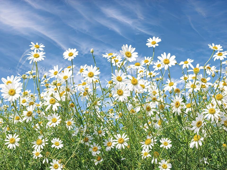 Fototapeta Pole stokrotek pod niebem