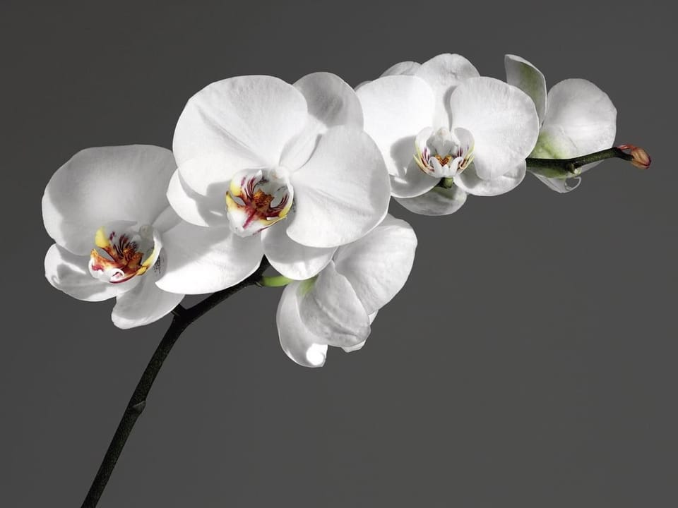 Fototapeta Orchidea na szarym tle na wymiar
