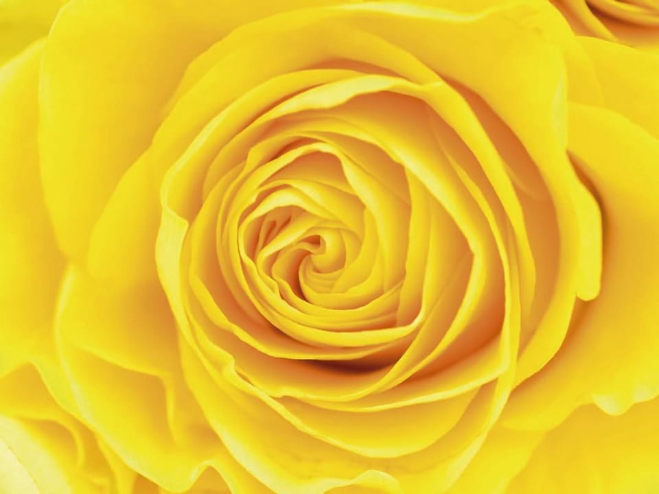 Fototapeta Żółty kwiat róży z bliska