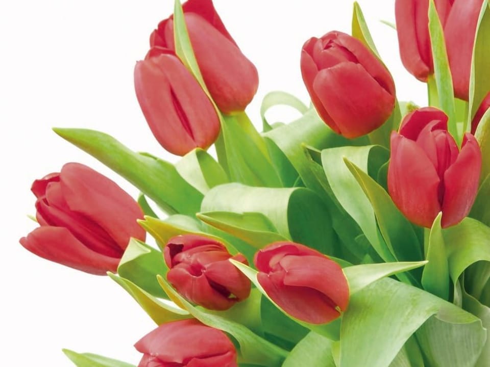 Fototapeta Bukiet czerwonych tulipanów na białym tle