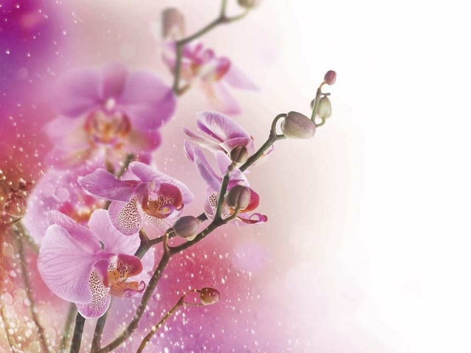 Fototapeta Orchidee na gałązce na wymiar