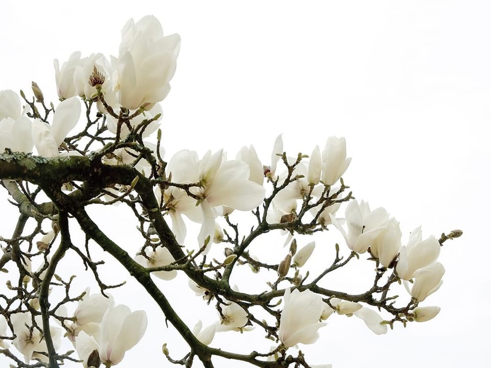 Fototapeta Gałąź magnolii na jasnym tle na wymiar