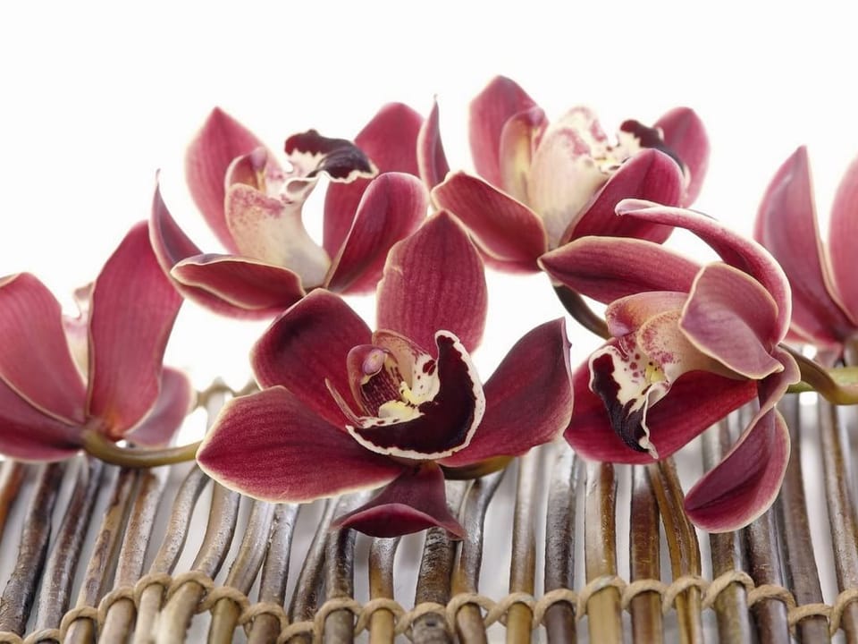 Fototapeta Czerwone orchidee na macie bambusowej na wymiar