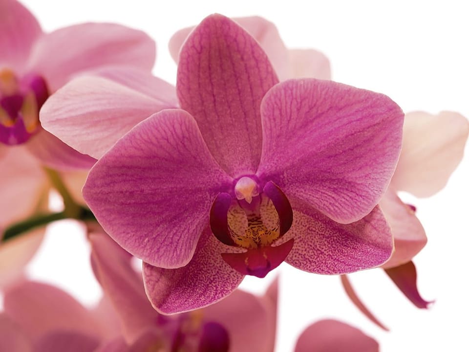 Fototapeta Różowy kwiat orchidei na białym tle na wymiar
