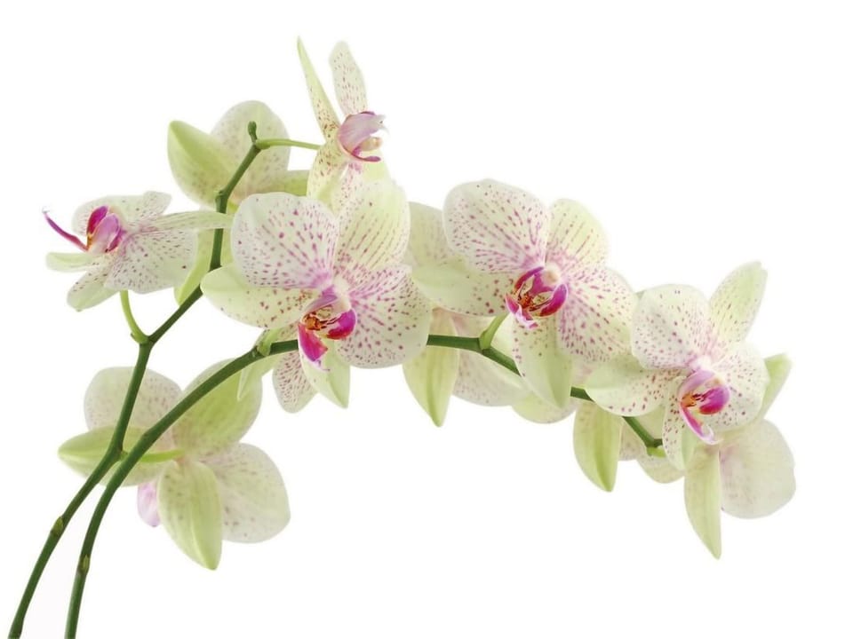 Fototapeta Gałązka storczyków na białym tle