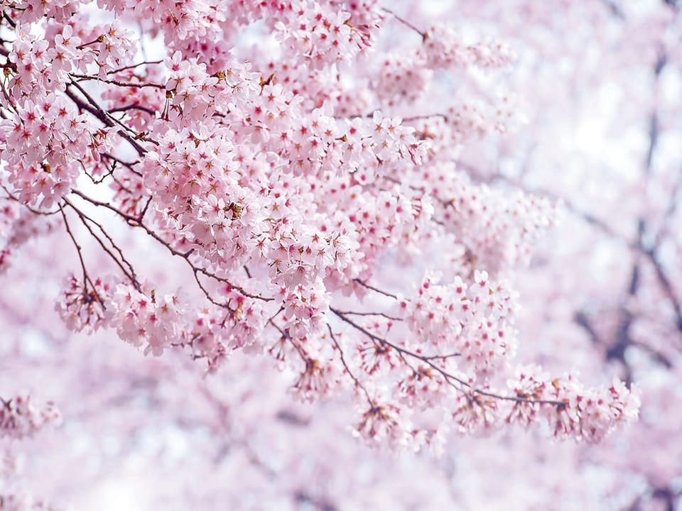 Fototapeta Sakura – gałąź z kwiatami wiśni na wymiar