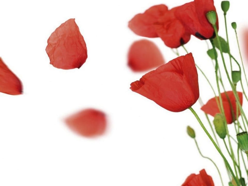 Fototapeta Czerwone maki na białym tle