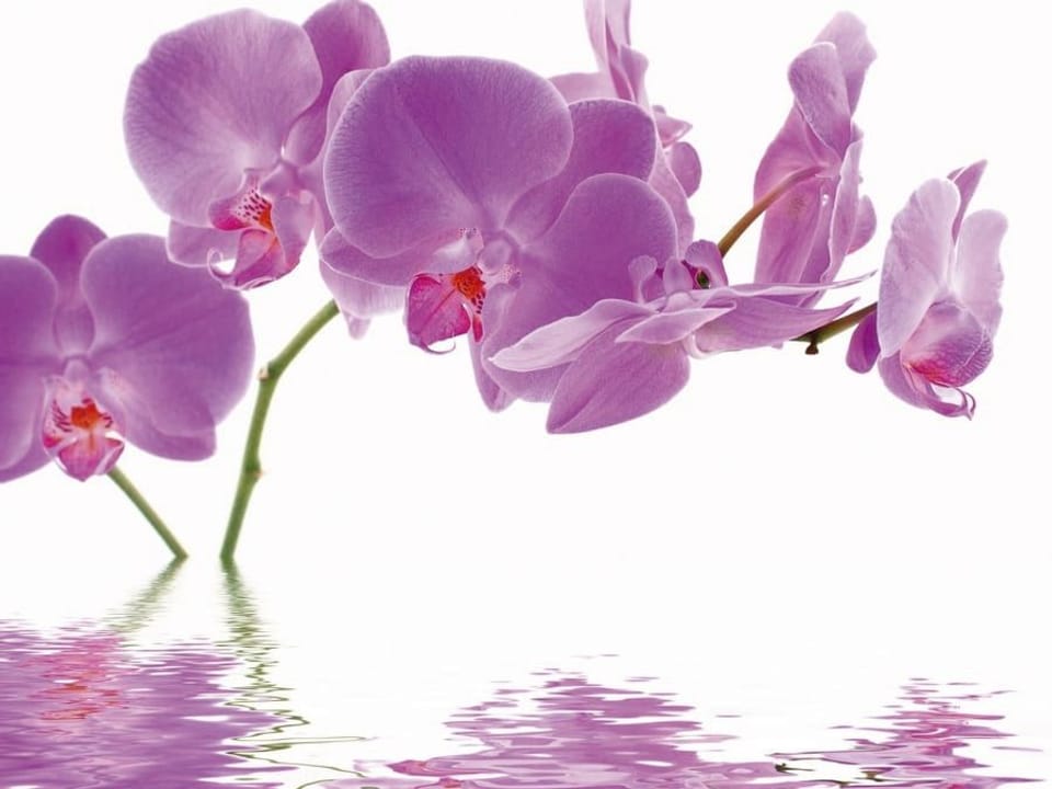 Fototapeta Fioletowe orchidee nad wodą