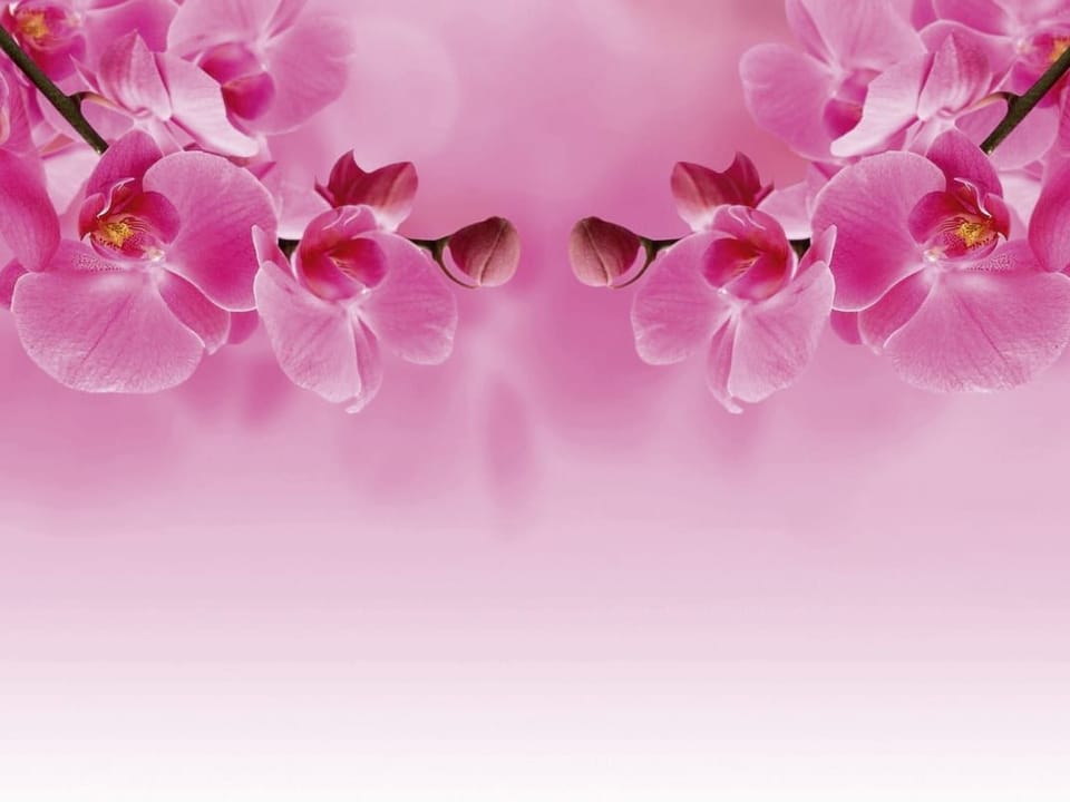 Fototapeta Różowe orchidee na gałęzi