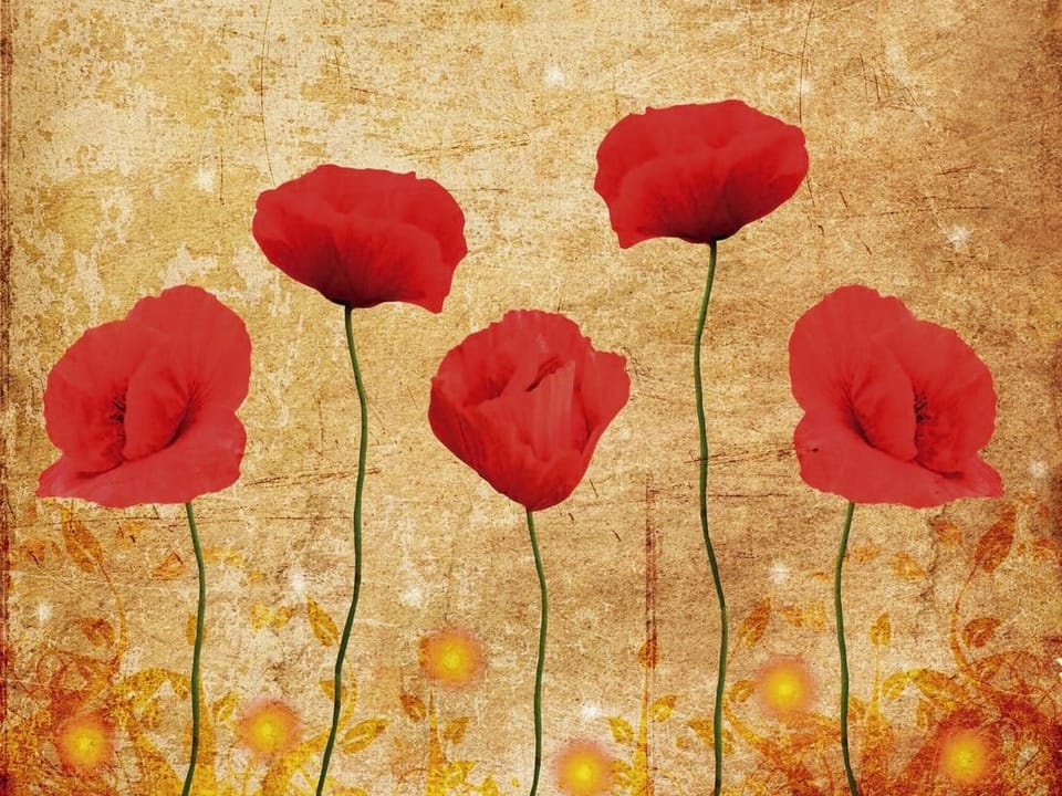 Fototapeta Czerwone maki na tle z teksturą