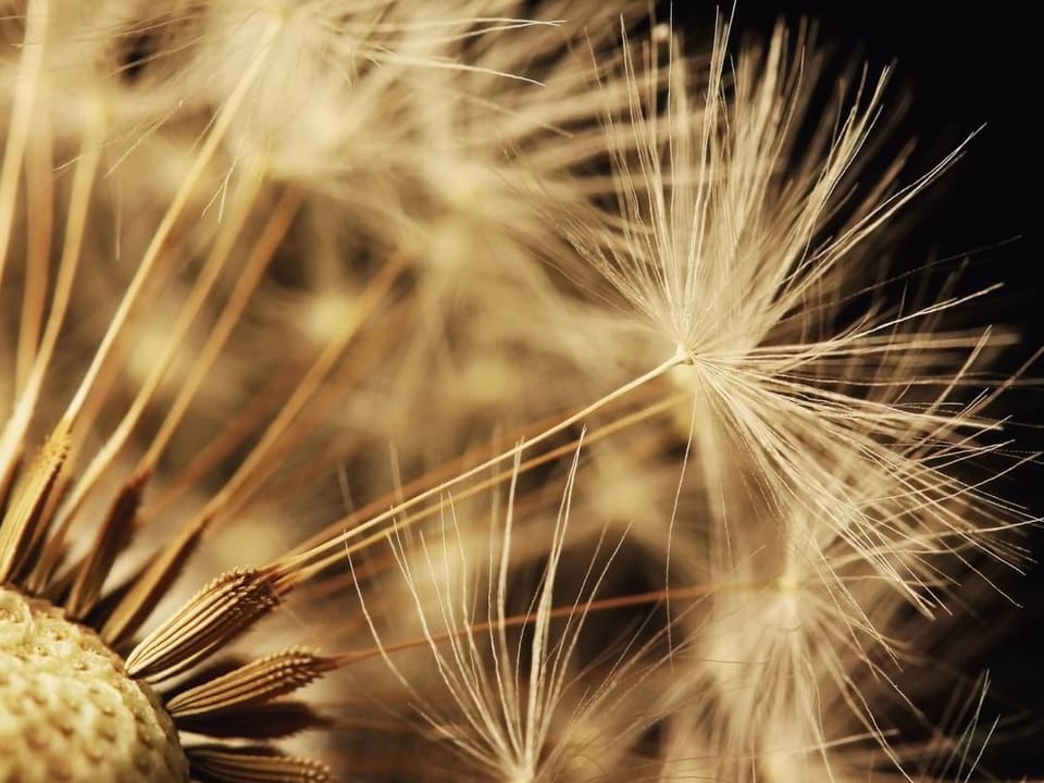 Fototapeta Dmuchawiec w zbliżeniu