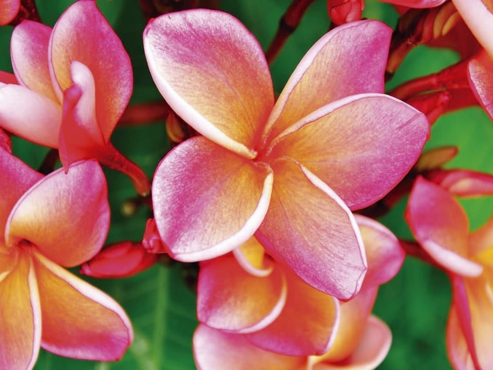 Fototapeta Egzotyczne kwiaty plumerii