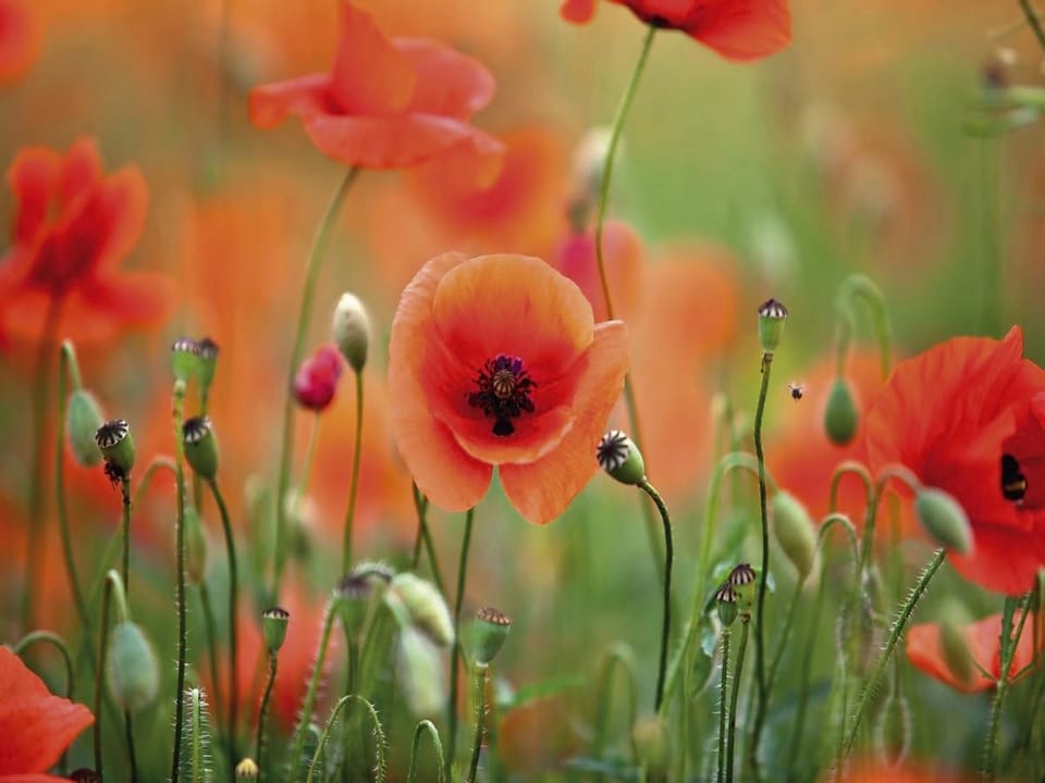 Fototapeta Czerwone maki na zielonej łące