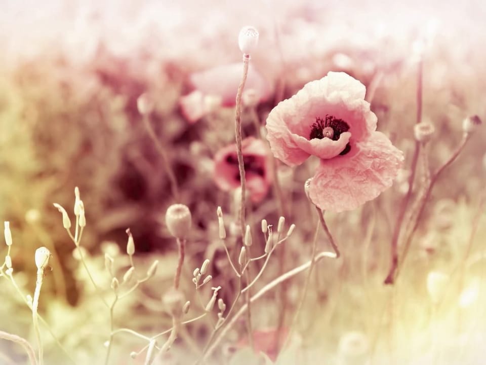 Fototapeta Kwiaty maku na pastelowej łące