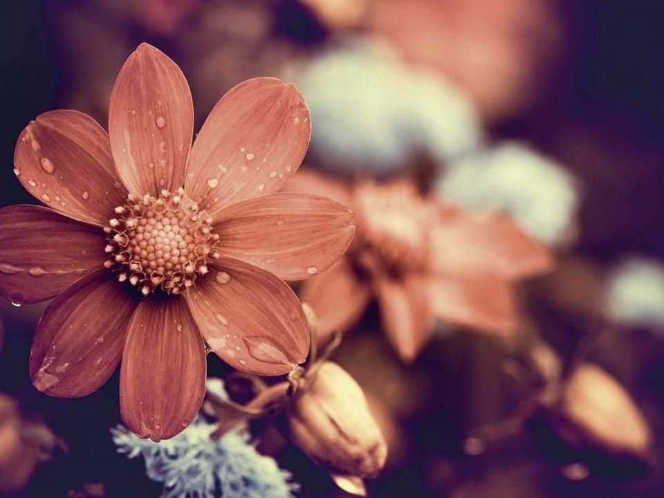 Fototapeta Stokrotki z kroplami wody