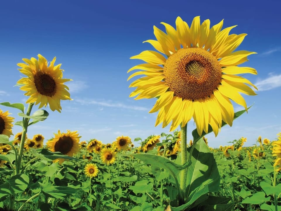 Fototapeta Słoneczniki na tle błękitnego nieba
