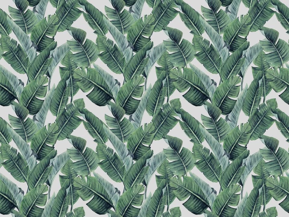 Fototapeta Zielone liście bananowca na bieli na wymiar